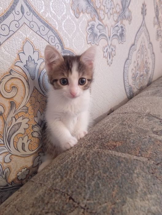Кошечка бесплатно