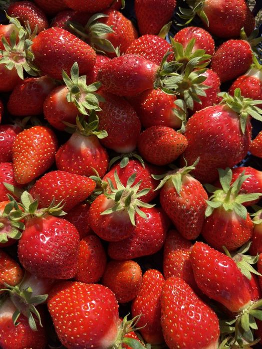 Разсад ягоди сорт Клери