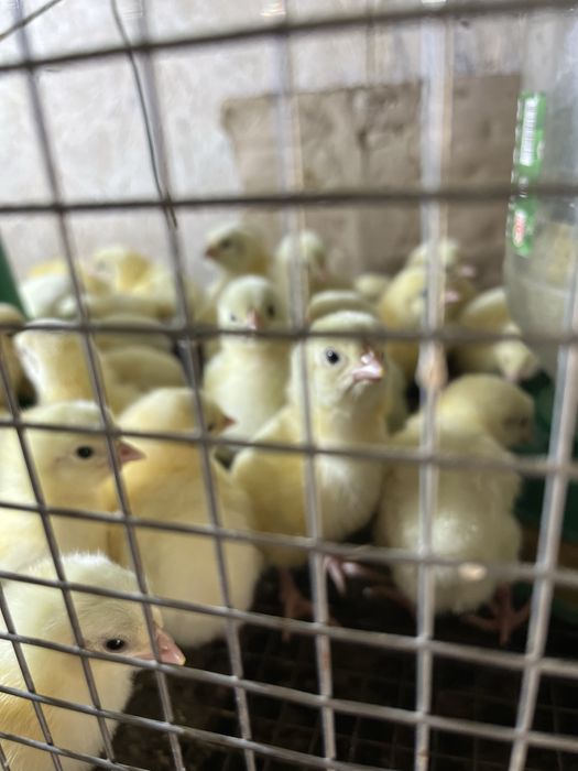 Бройлер кобб 500