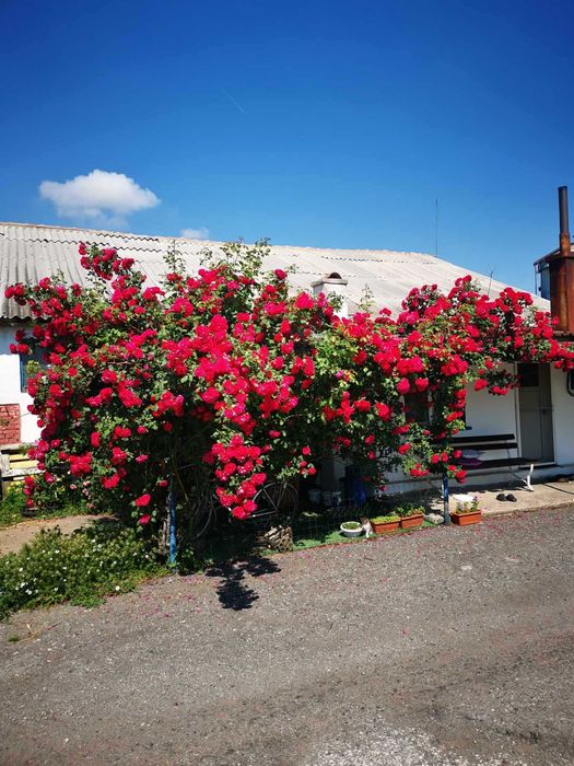 Продава се Промишлена сграда в Добрич, Дружба 3 - 1500 кв.м за 334 €/кв.м - Снимка #9