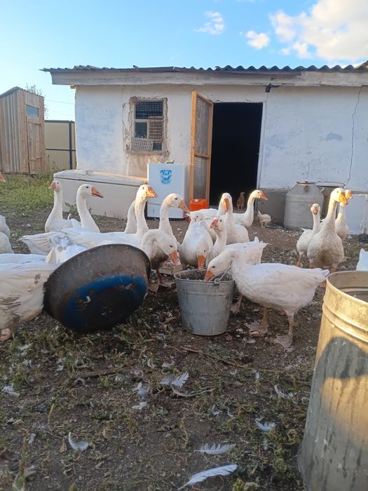 Продам гусей 25шт