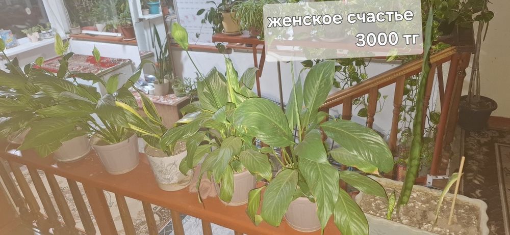Продам комнатные растения