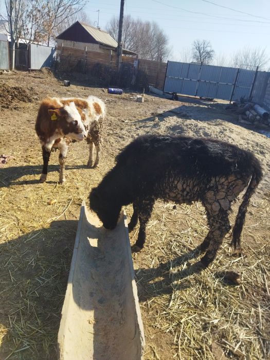 Ургашы баспактар сутти сиыр тукымы