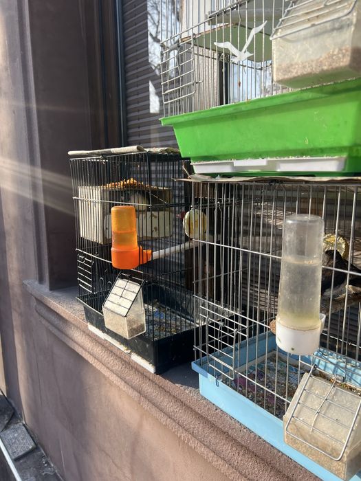 Амадинларни хар хили