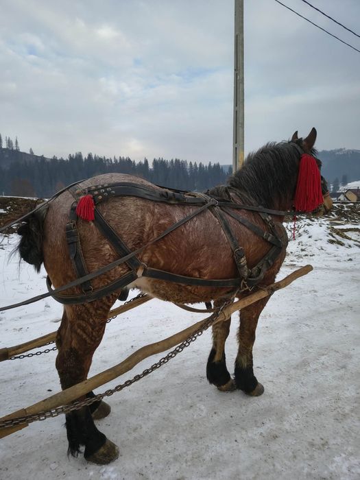 Vând mânz castrat de 2.5 ani învățat!