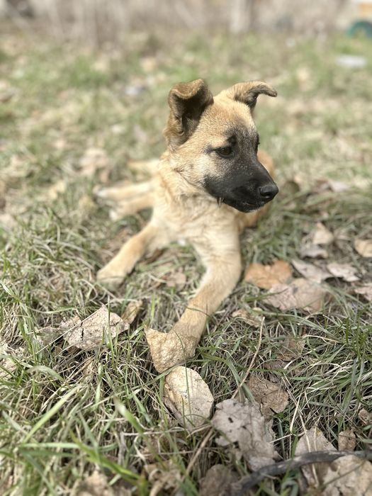 ИЩЕТ ДОМ. Девочка, 5 месяцев
