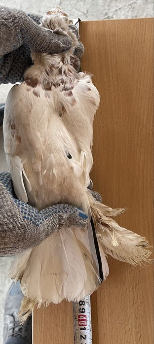 Продам красно рябого голубя