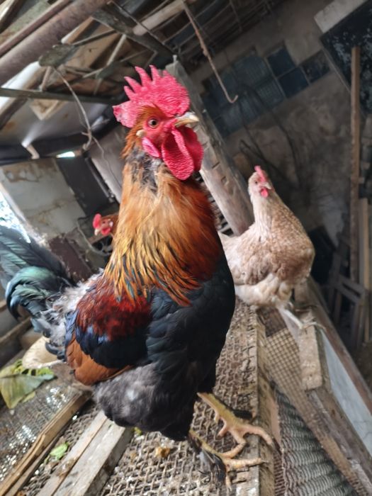 Продам петухов 7000