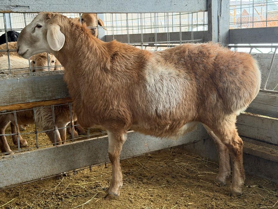 Продам кочкара Арашан