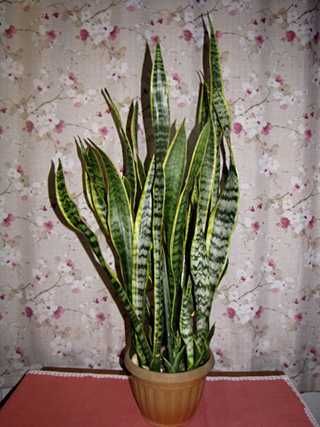 Сансевьера Лауренти (Laurentii).