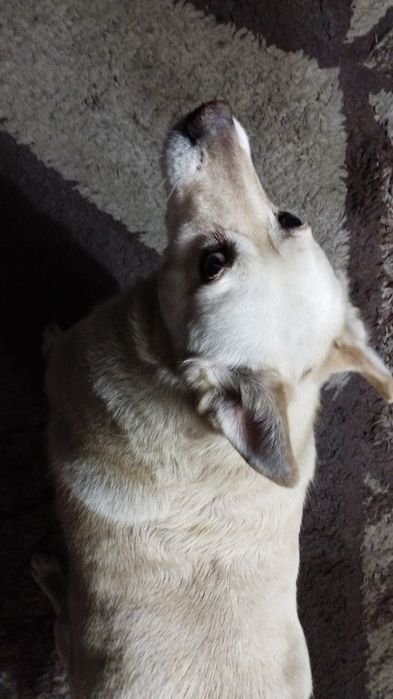 Ищу новых хозяев