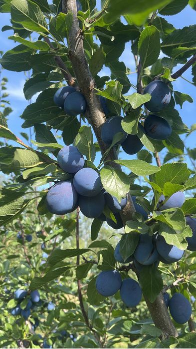 Prune de consum
