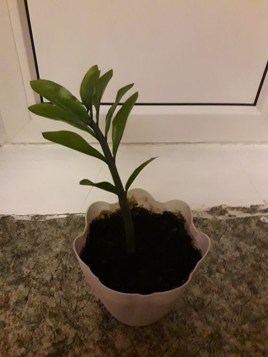 Домашние цветы комнатные