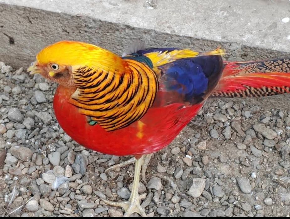 Vând fazani auriu pe roșu