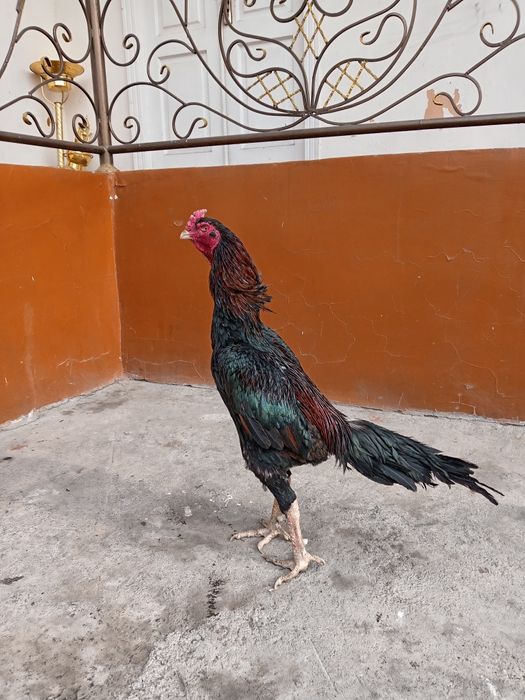 Tanachi Tulak xoroz sotiladi vesi 5,2 kg 8 ta yutugi bor