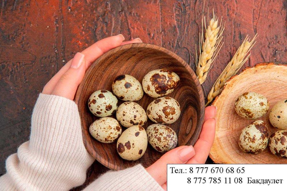 Бөдене жұмыртқасы Яицо перепелки 30 тг