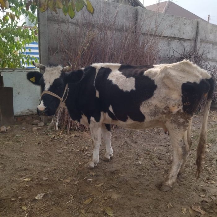 Өте қорқынышты порно секс