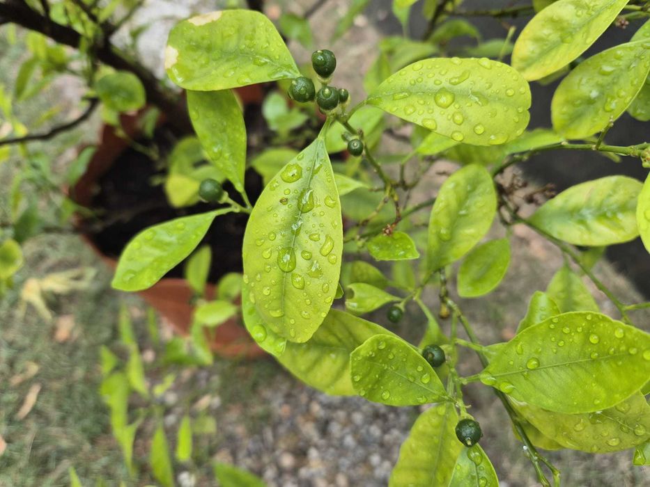 Mandarin-calamondin, pe rod, 1,75m inaltime