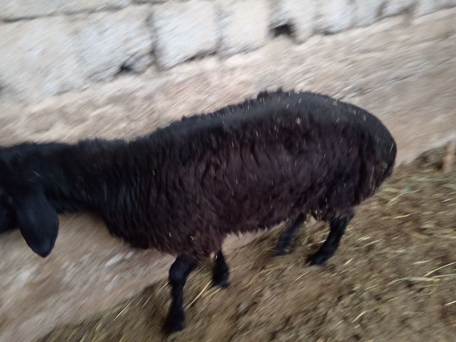 Qochqor qoy koy Aqiqa Qassob xizmatlari