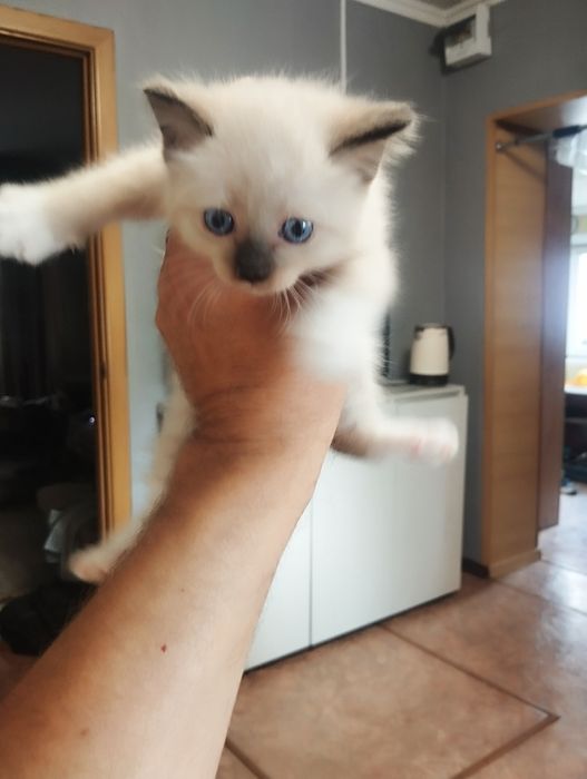 Котята красивые .район мдс