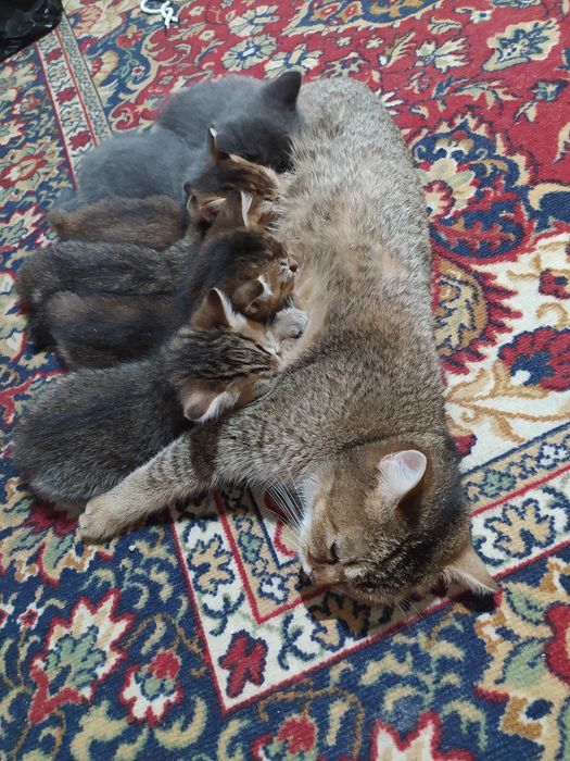 Зотли мушук болалари хадия
