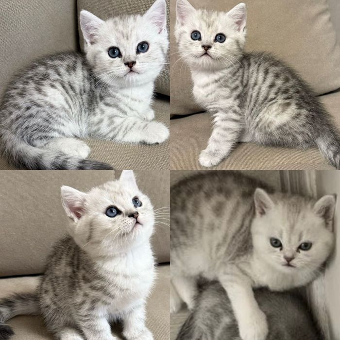 Редчайшие котята-серебристая белая шиншилла!