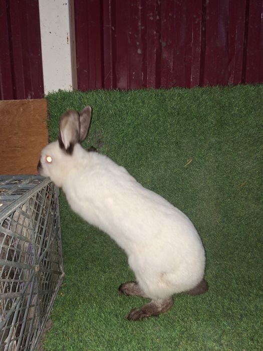 Kaliforniya ishlashga tayyor