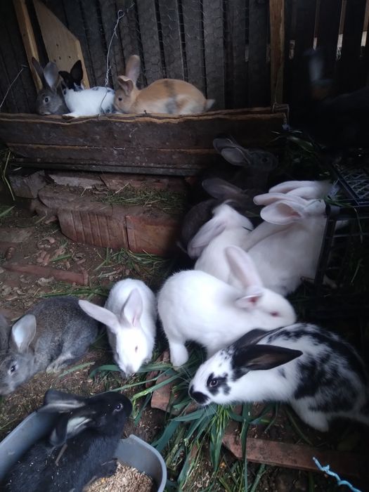 Uriași german și alte rase!