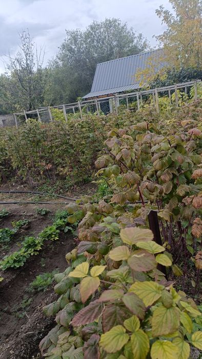 Продам дачу со всеми насаждениями