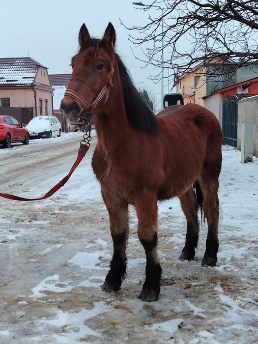 Mânz disponibil de un an și patru luni