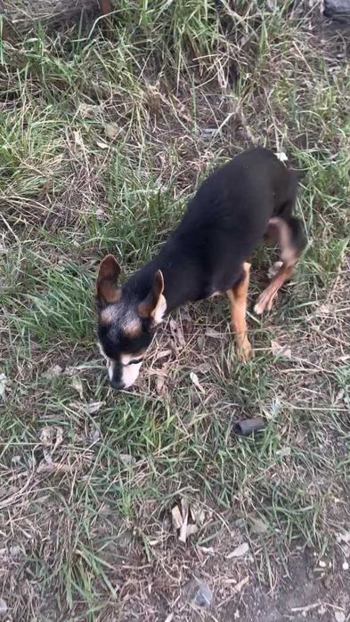 Найден песик. Ищем владельцев!