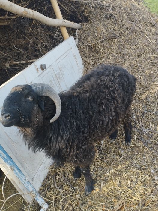 Мернос зотдор кучкор йош ва пародни бокилайотган гуножин сотилади.нарх