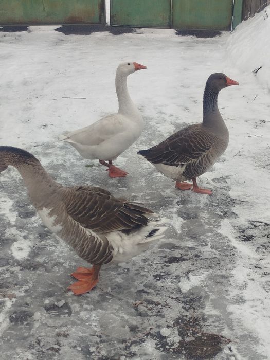 Гуси 2+1 семейства