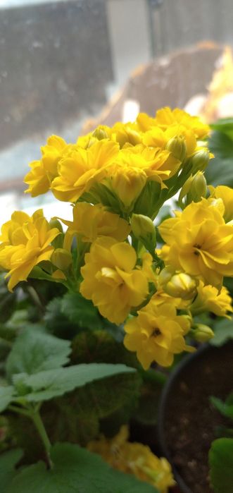 Коланхое цветущий