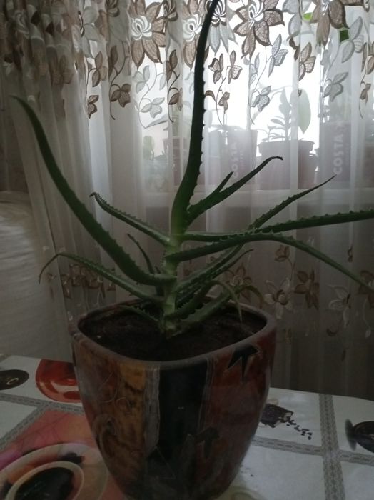 Продам комнатные растения алоэ