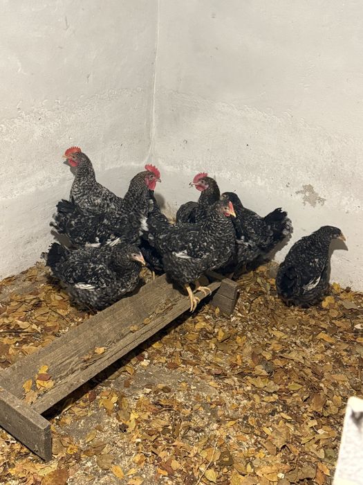 Продам петушков