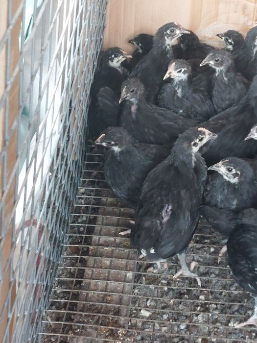 Pui australorp 5 si 6 saptamani