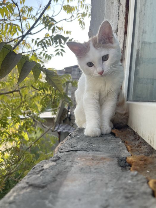 Mushuk sotiladi 6 oyli