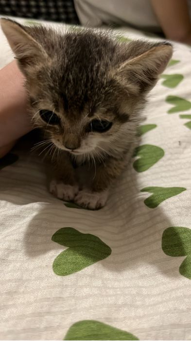 Отдам котенка в хорошие руки