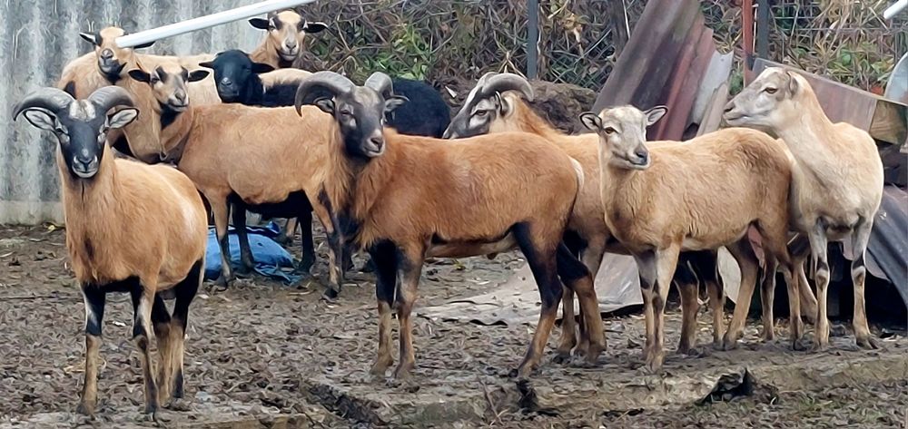 Vand oi camerun rasa pura genă tată mulfon