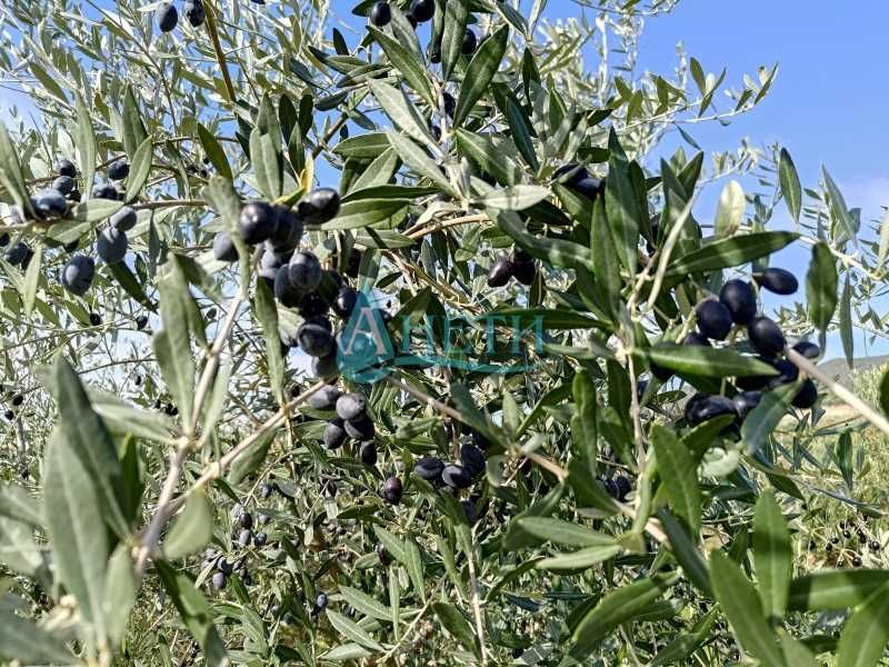 Продава се Парцел в София, Гео Милев - 2000 кв.м за 8 €/кв.м - Снимка #3