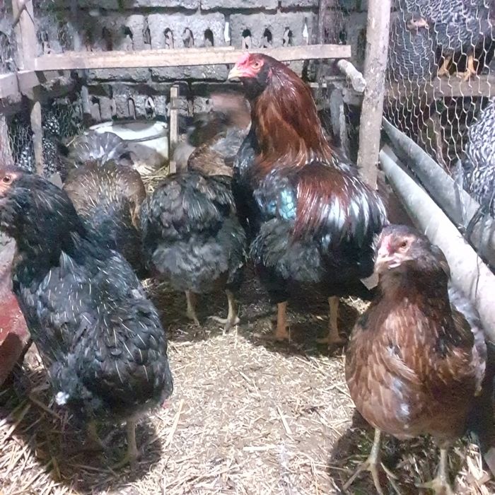 Ouă pentru incubat!