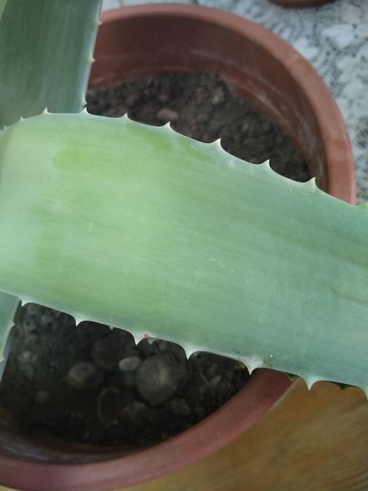 Алоэ вера, 8 лет