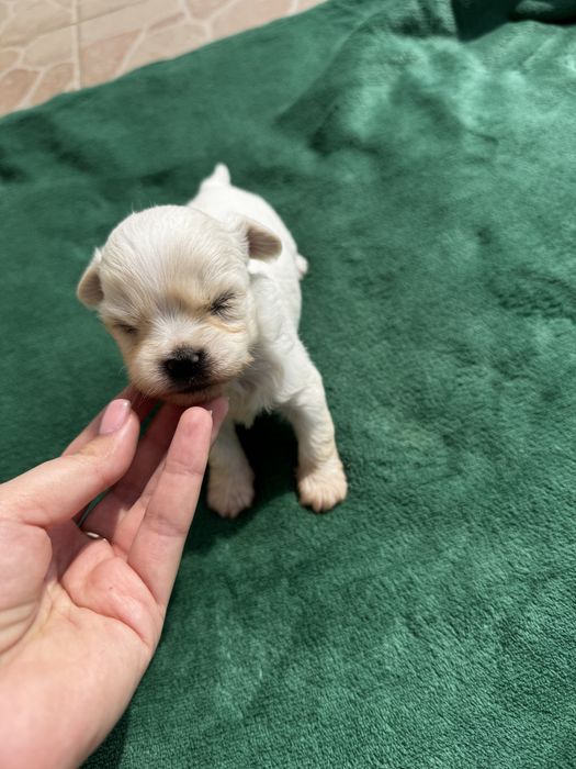 Bichon maltez talie foarte mica