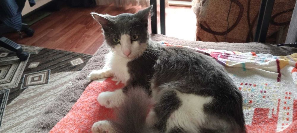 Отдам кота в добрые руки