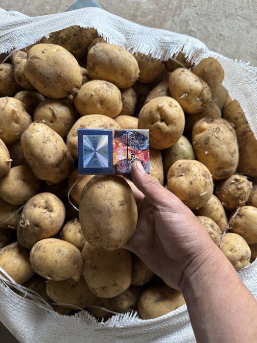 Картофель с Павлодара