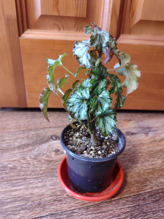 Бегонии цветущие