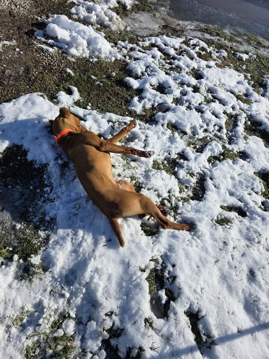 Vizsla maghiară mascul