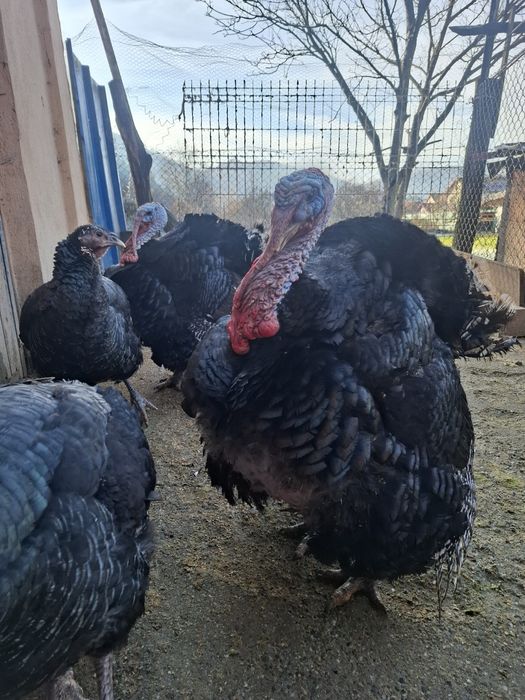 Curcani pentru sacrificat