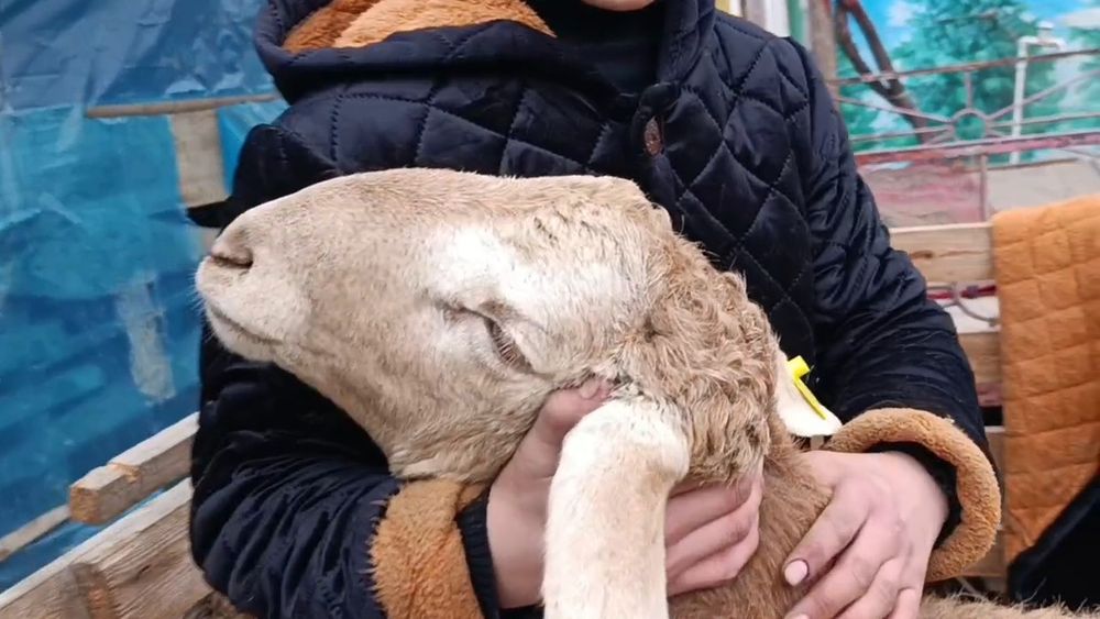 Кузи кочкор сотилади